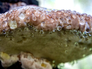 drops of liquid similar to water at the bottom of a tinder mushroom, with the Latin name...