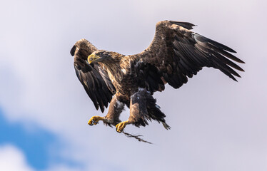 White tailed Eagle