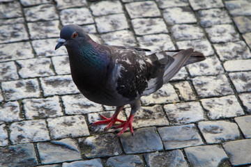 Portrait einer Taube, Columbidae. Tauben findet man überall auf der Welt.