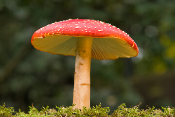 Single fly agaric mushroom  close up photo made on 15  october 2020 in Weert the Netherlands