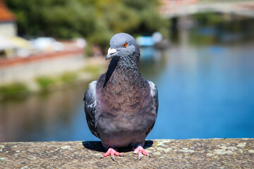 Portrait einer Taube, Columbidae. Tauben findet man überall auf der Welt.