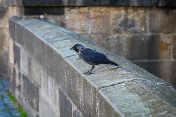 Eine Nahaufnahme, Portrait einer Dohle. Diese gehören zu den Rabenvögeln.