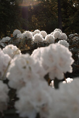 Białe krzewy rododendrona, różanecznika - obrazy, fototapety, plakaty
