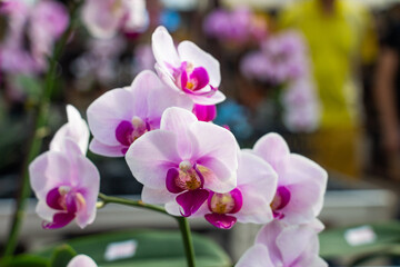 Fototapeta na wymiar Very beautiful pink butterfly orchid 3