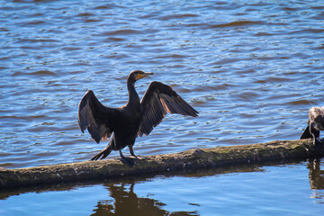 Ein Kormoran bringt sich an einem Fluss in Stellung.