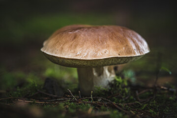 edible mushrooms boletus in the forest