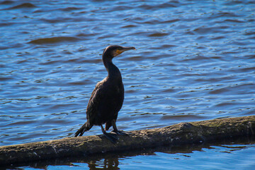 Ein Kormoran bringt sich an einem Fluss in Stellung.