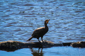 Ein Kormoran bringt sich an einem Fluss in Stellung.