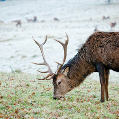 Red Deer Stag, on a frosty Morning