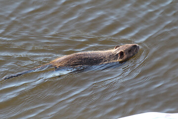 Obraz premium Nutrias, Bisams, Ondatra zibethicus am Flussufer.