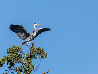 Grey Heron landing in tree