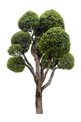 Close-Up of bonsai tree against isolated on white background. Tamarind tree bending