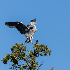 Grey Heron landing in tree