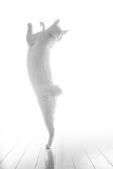 勢いよくジャンプする白猫、モノクロ写真、白背景