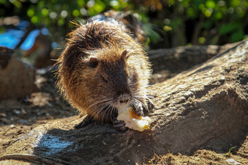 Nutrias, Bisams, Ondatra zibethicus am Flussufer.