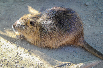 Nutrias, Bisams, Ondatra zibethicus am Flussufer.