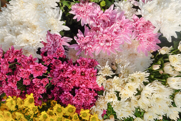 close up image of fresh gerbera flowers in greenhouse at Saraburi Province, Thailand 