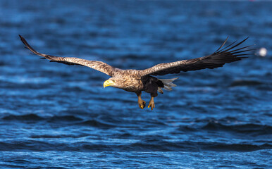 White tailed Eagle