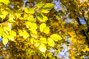 Obraz premium Golden autumn in an old beech forest. In the sunshine, the leaves glow a bright yellow.