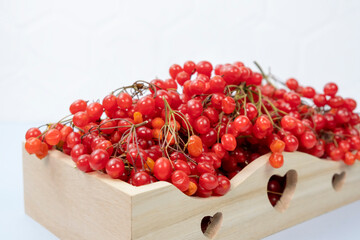 Red berries of Viburnum isolated on white wood background, autumn berry.