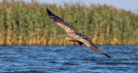 White tailed Eagle