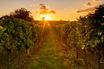 Romantic sunset in the vineyard, autumn landscape