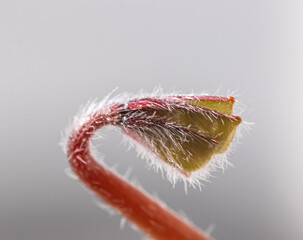 four leaves clove, symbol of luck,  growing plant at home, macro photography, hobby during lock down