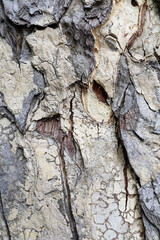 Old rustic tree trunk bark texture background