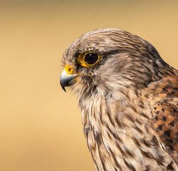 Common Kestrel