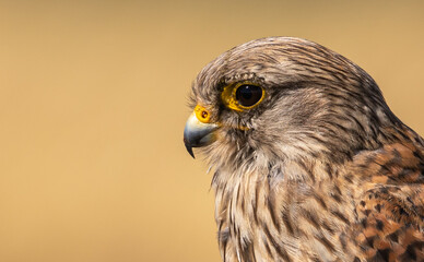 Common Kestrel
