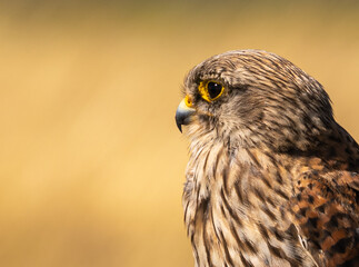 Common Kestrel