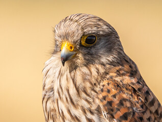 Common Kestrel