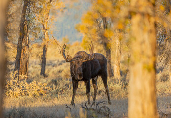 Bull Moose in Wyoming in Autumn