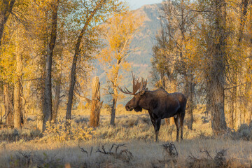 Bull Moose in Autumn in Wyoming