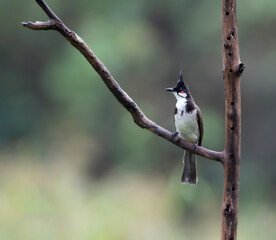 red whiskered bulbul