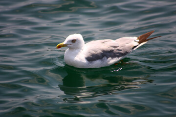 Seagull swims in the open sea and searches for fish.