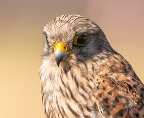 Common Kestrel