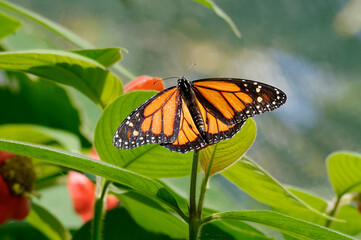 Monarch (Danaus flexippus) on a leaf - Costa Rica
