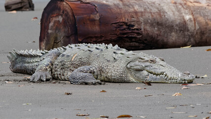 American crocodile (Crocodylus acutus) in Tortuguero National Park, Costa Rica