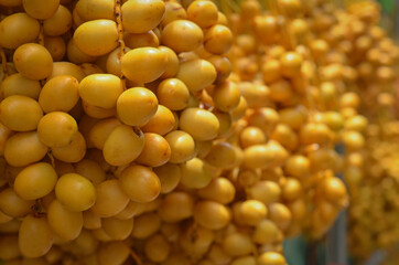 Fresh yellow fruit of the date palm
