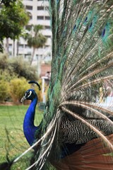 Imponente Pavo real desplegando las plumas de su cola