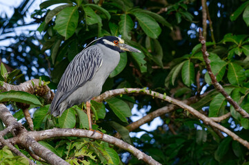 Yellow-crowned night-heron (Nyctanassa violacea) in Tortuguero National Park, Costa Rica
