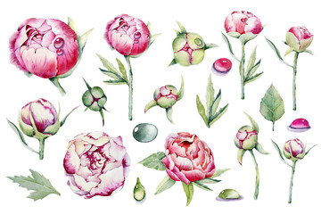 Big set peonies, pink bud, dew drops. Hand watercolor illustration isolated on white background. Design for wedding printed matter, invitation, congratulations, clipart, postcard, birthday.