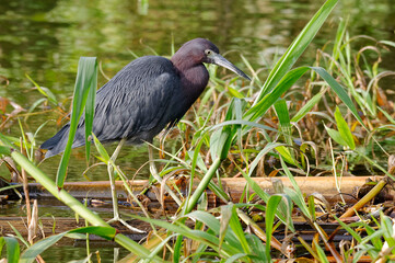 Little blue heron (Egretta caerulea) in Tortuguero National Park,  Costa Rica