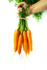 Fresh carrots and hands. Orange vitamins, vegan food. Isolated on a white background