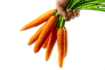Fresh carrots and hands. Orange vitamins, vegan food. Isolated on a white background