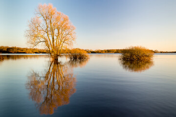 L'heure dorée sur un lac en hiver avec le reflet des arbres et arbustes, effet miroir. Lac de Grand-Lieu près de Nantes