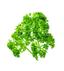 Parsley leaf or Petroselinum crispum leaves isolated on white background ,Green leaves pattern