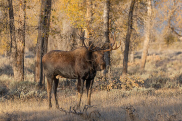 Bull Moose in Wyoming in Autumn