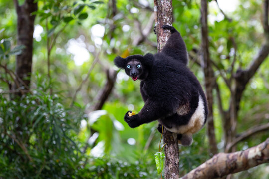 An Indri lemur on the tree watches the visitors to the park